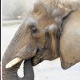 Susi the elephant